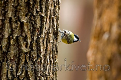 BB 05 0048 / Parus major / Kjøttmeis